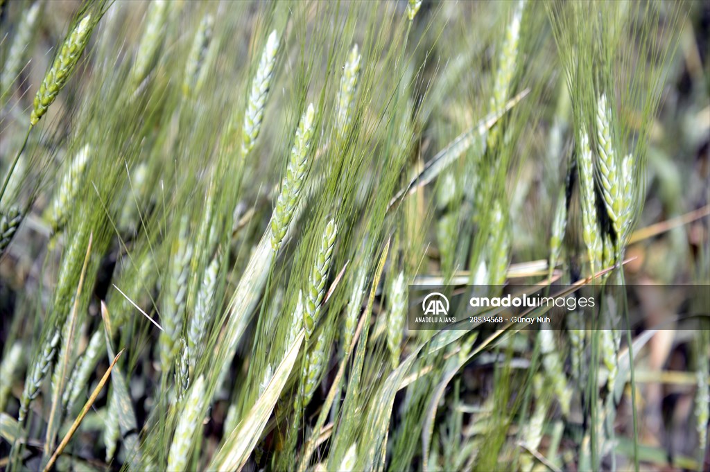 Çiftçiye tohumu dağıtılan ata buğdayında yüksek verim bekleniyor