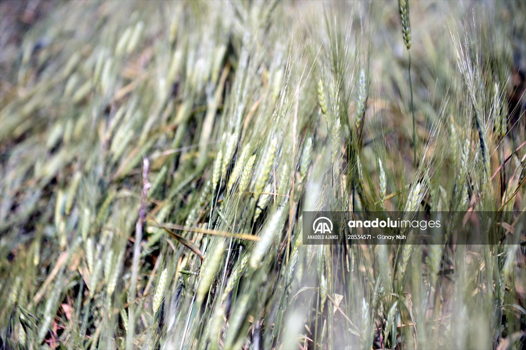 Çiftçiye tohumu dağıtılan ata buğdayında yüksek verim bekleniyor