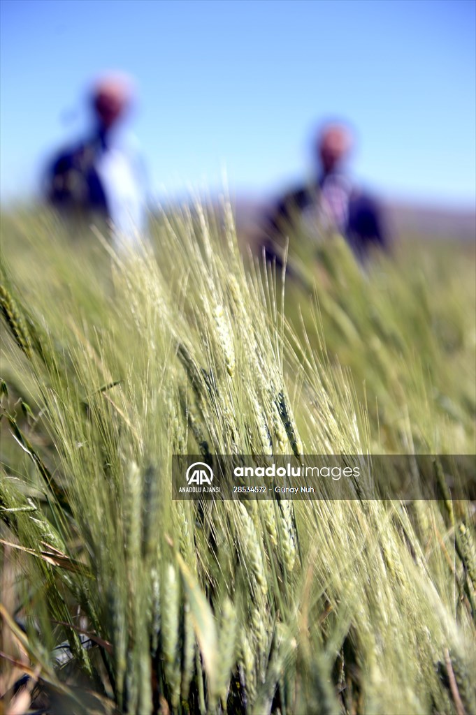 Çiftçiye tohumu dağıtılan ata buğdayında yüksek verim bekleniyor