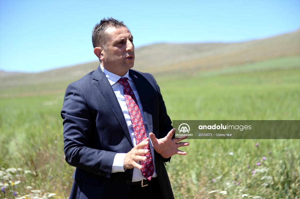 Çiftçiye tohumu dağıtılan ata buğdayında yüksek verim bekleniyor