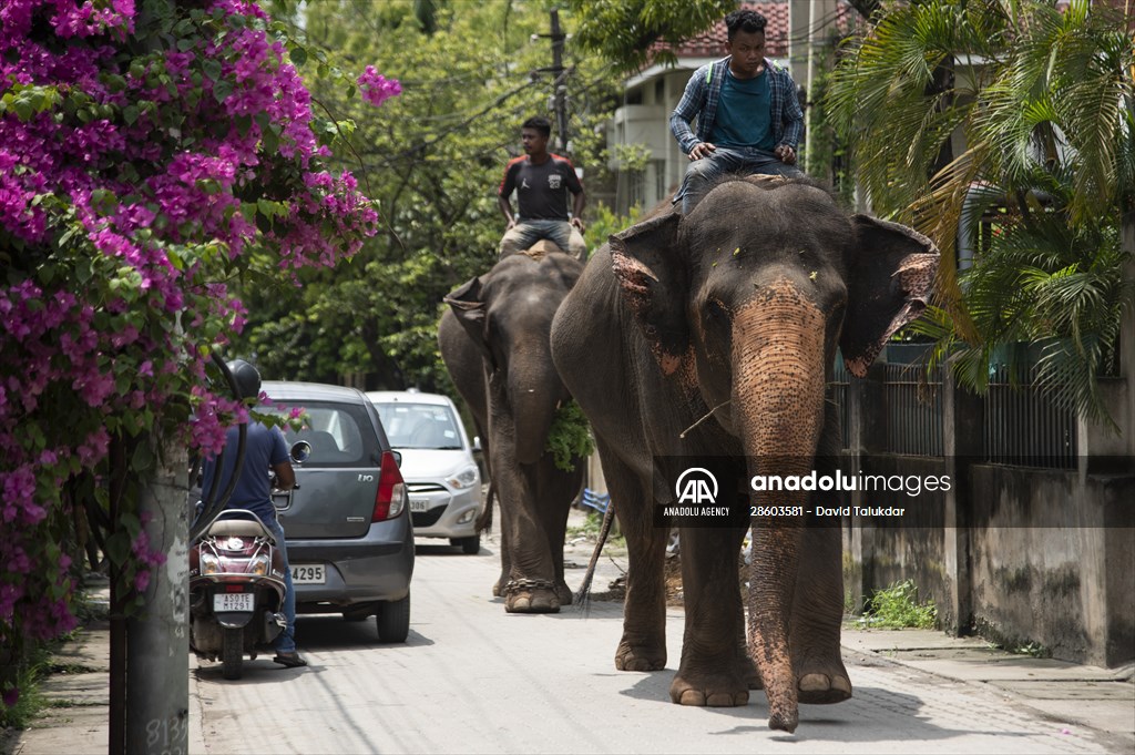 Captive Elephants In India