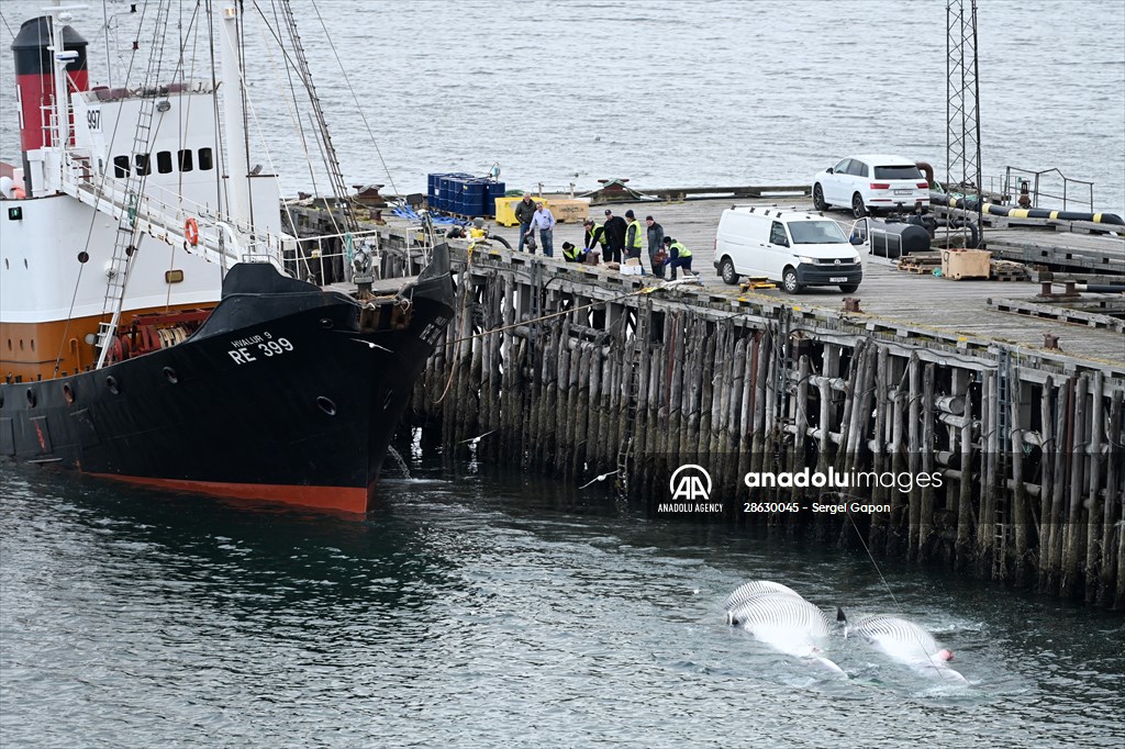 Whaling station in the village of Midsandur, Iceland