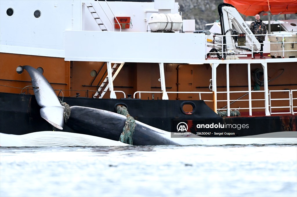 Whaling station in the village of Midsandur, Iceland