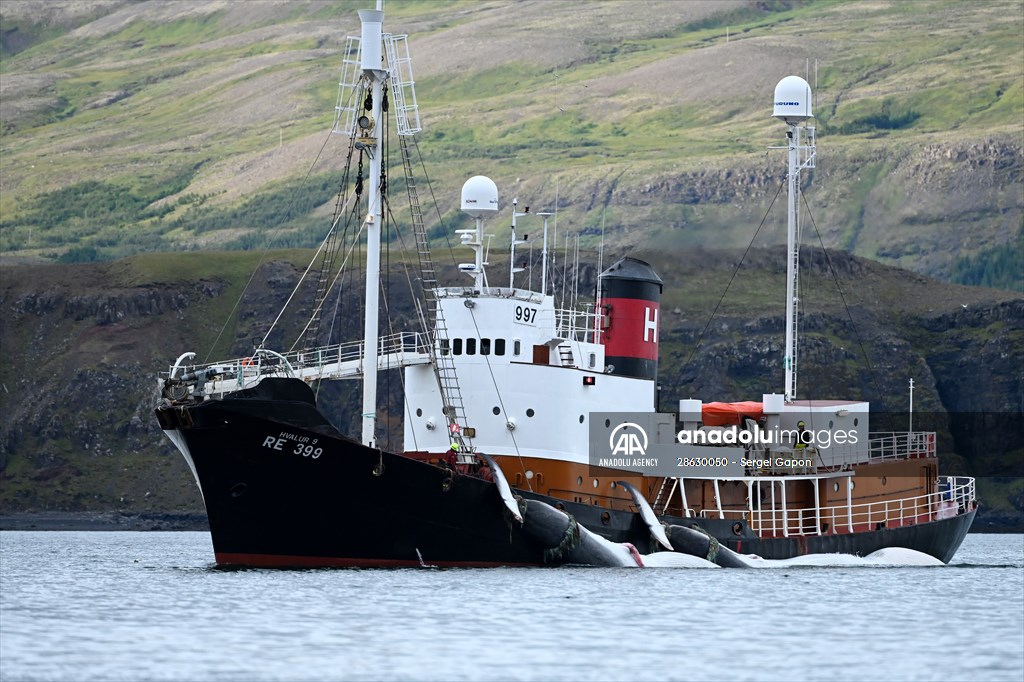 Whaling station in the village of Midsandur, Iceland