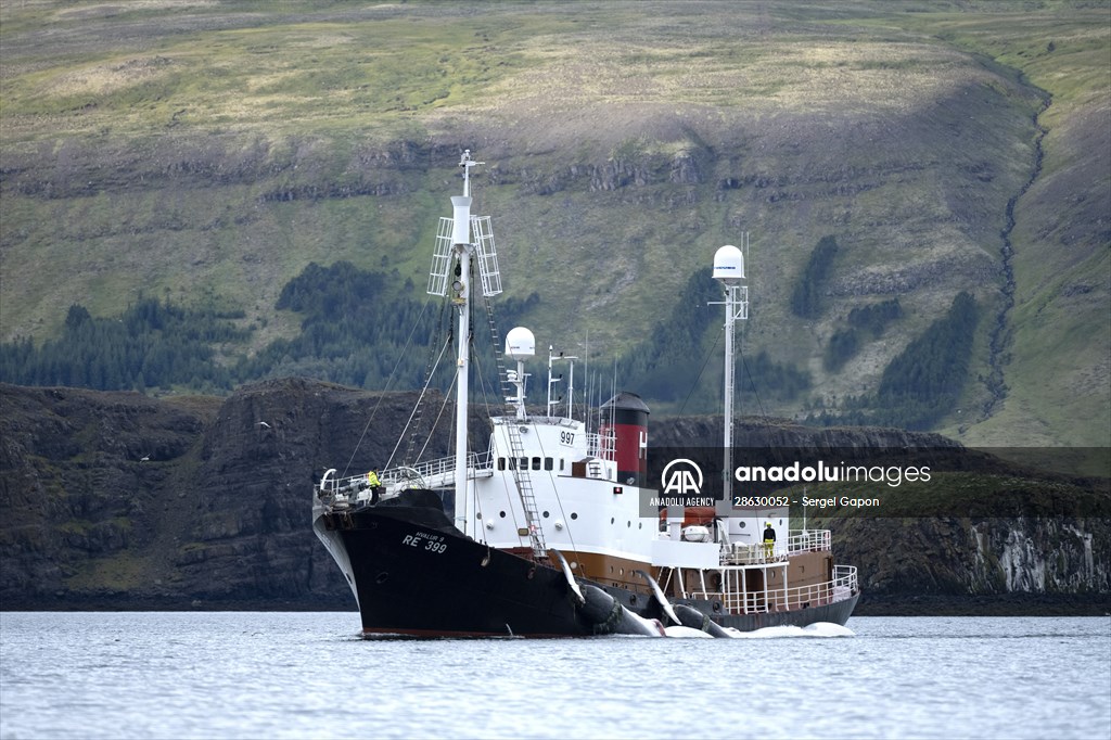 Whaling station in the village of Midsandur, Iceland