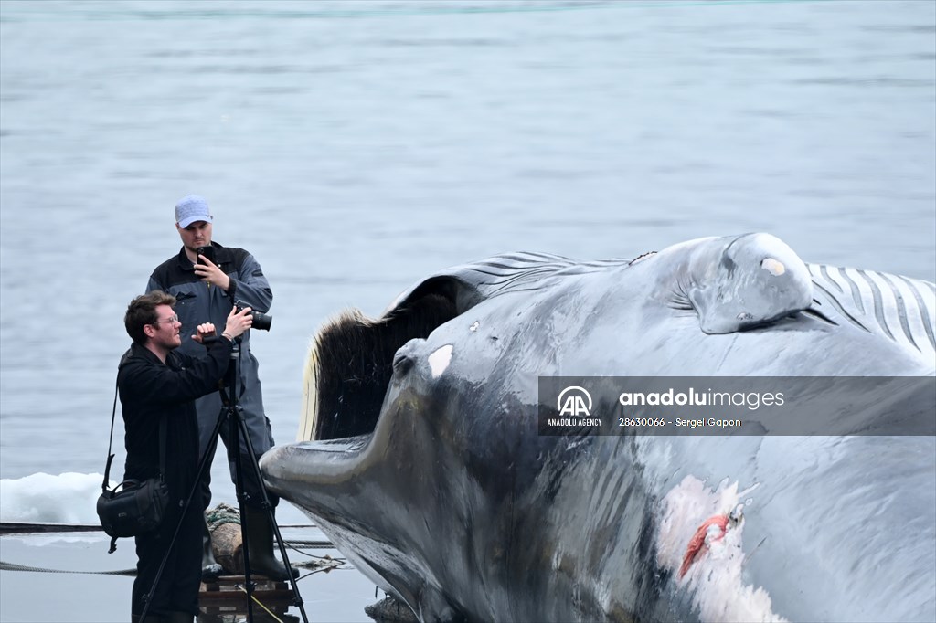 Whaling station in the village of Midsandur, Iceland