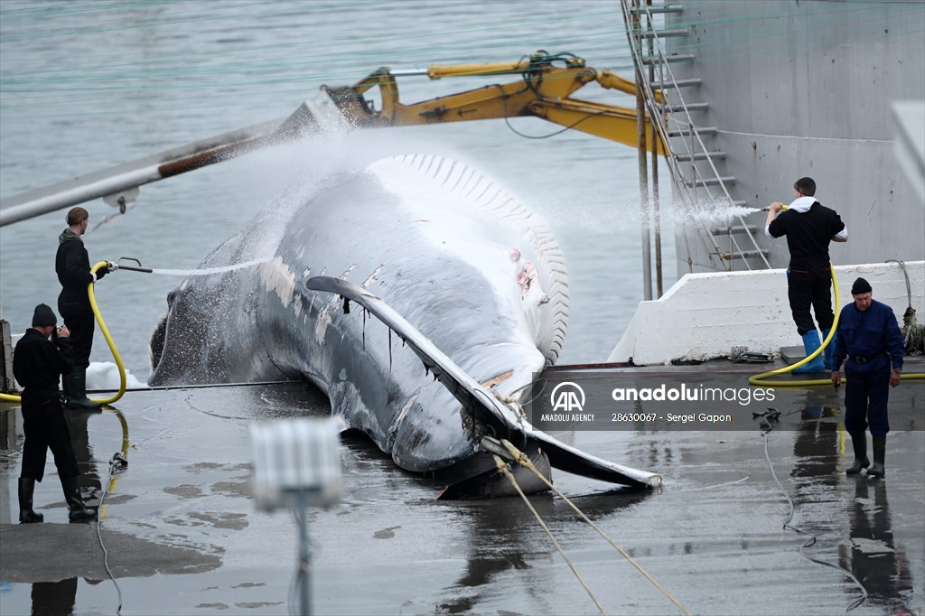 Whaling station in the village of Midsandur, Iceland