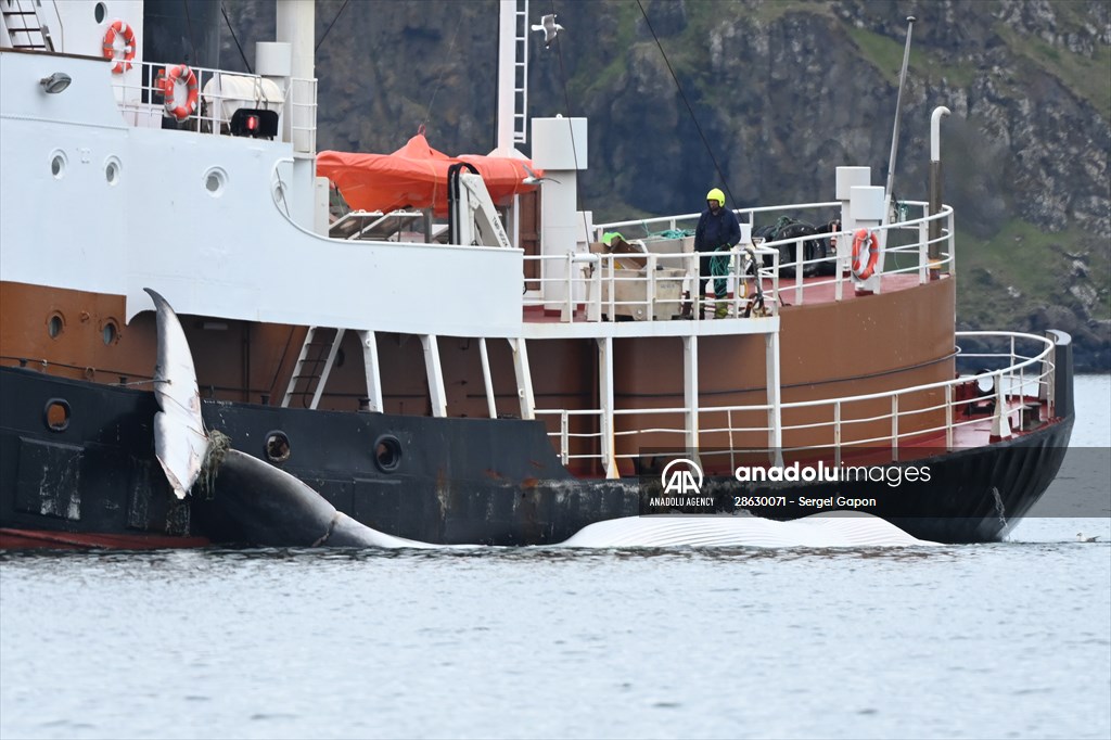 Whaling station in the village of Midsandur, Iceland