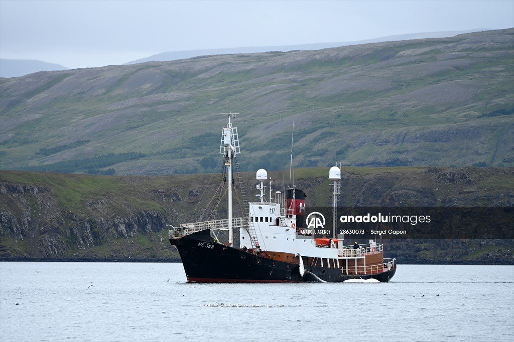 Whaling station in the village of Midsandur, Iceland