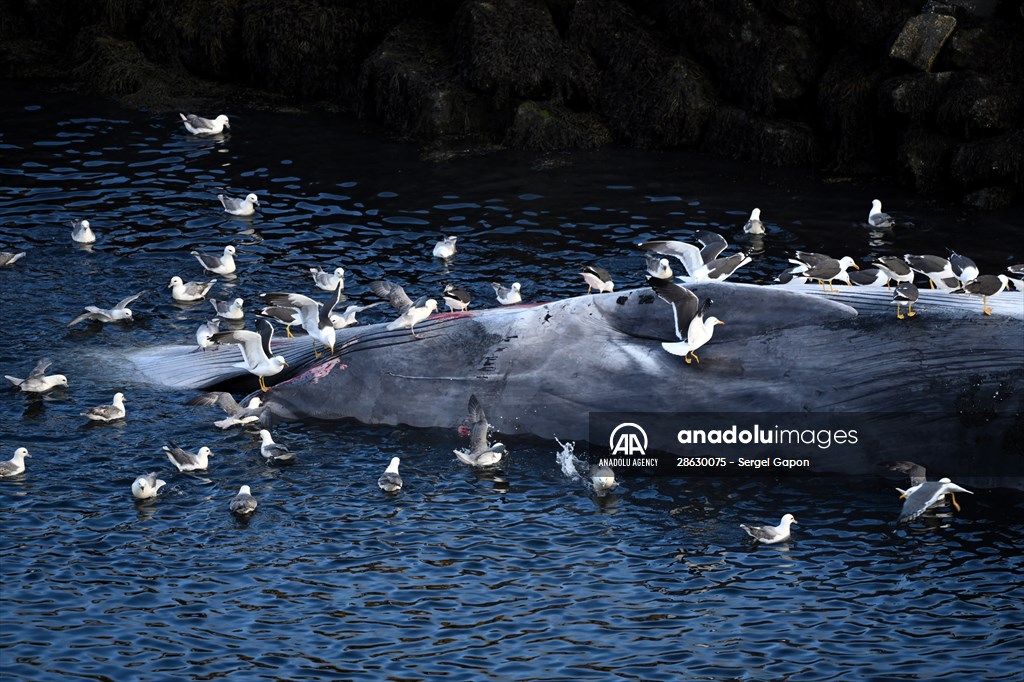 Whaling station in the village of Midsandur, Iceland