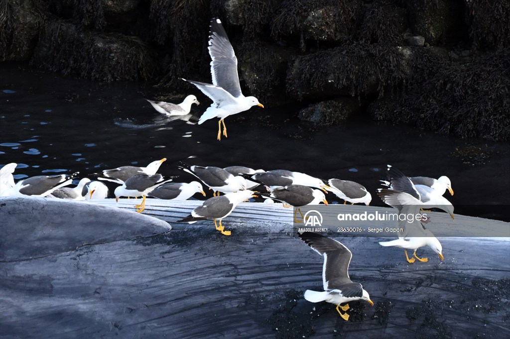 Whaling station in the village of Midsandur, Iceland