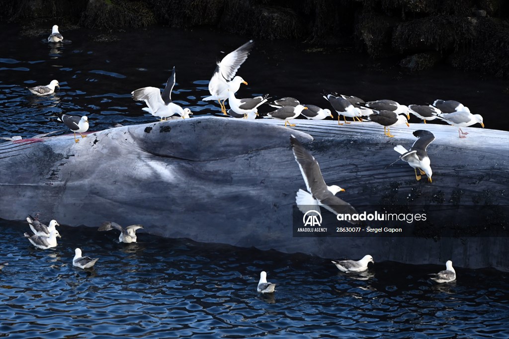 Whaling station in the village of Midsandur, Iceland