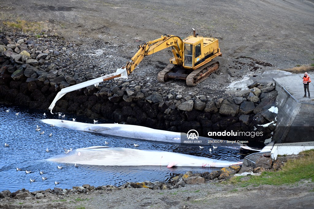 Whaling station in the village of Midsandur, Iceland