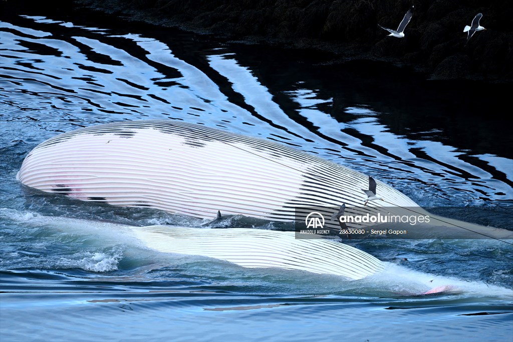 Whaling station in the village of Midsandur, Iceland