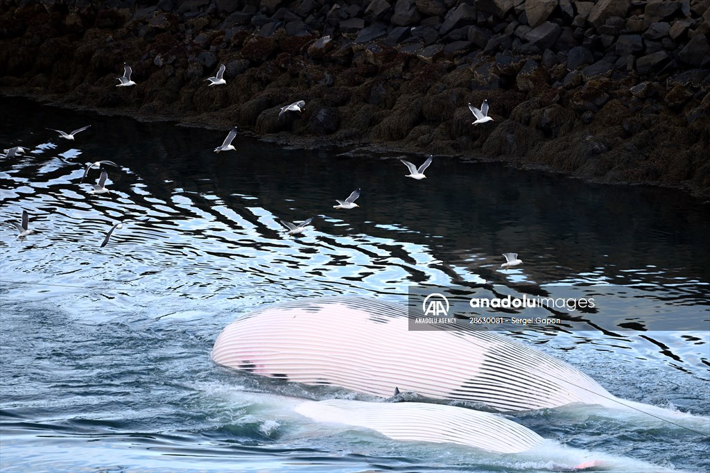 Whaling station in the village of Midsandur, Iceland