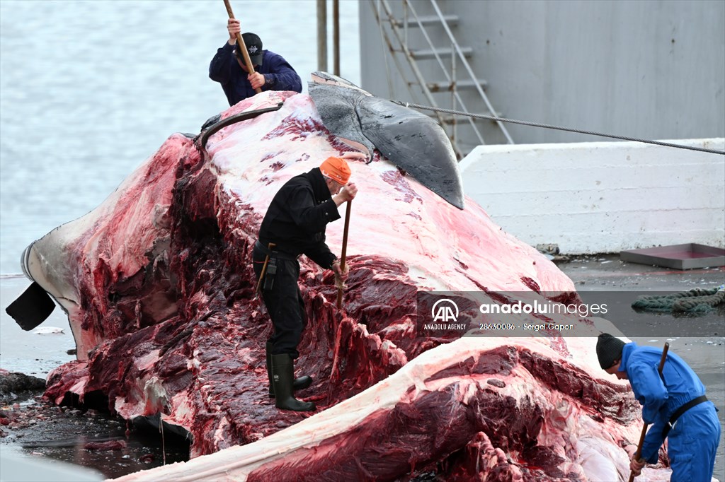 Whaling station in the village of Midsandur, Iceland