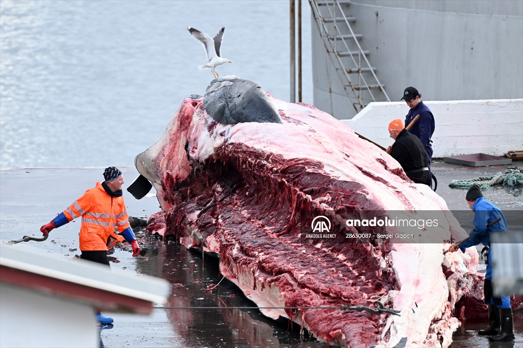 Whaling station in the village of Midsandur, Iceland