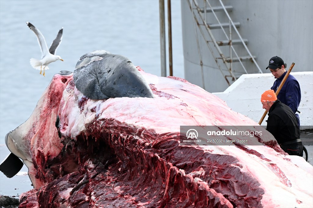 Whaling station in the village of Midsandur, Iceland