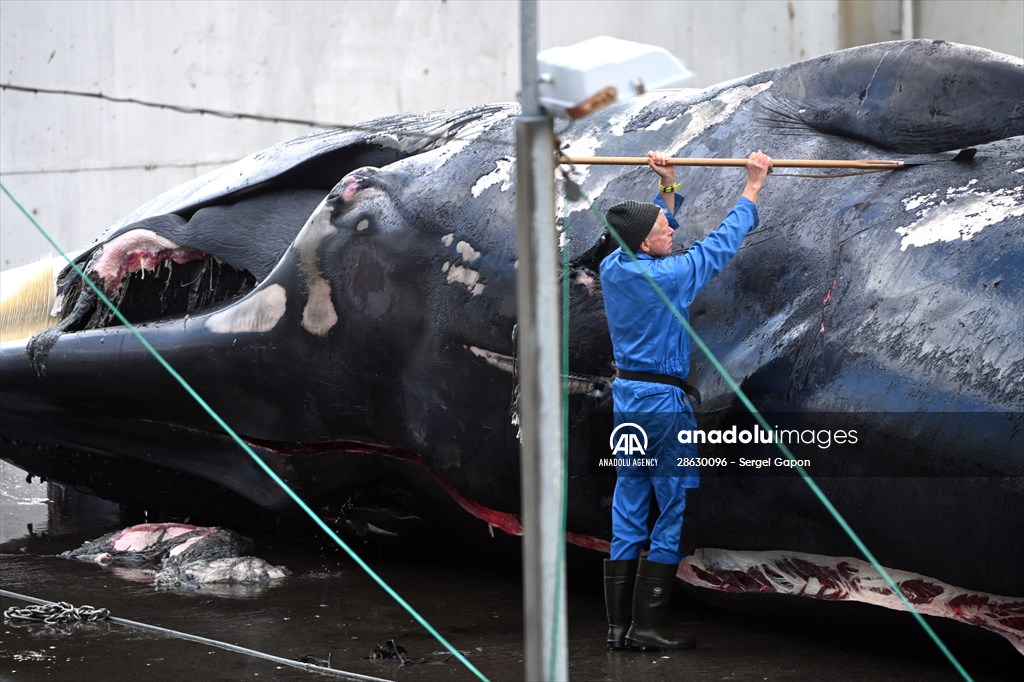 Whaling station in the village of Midsandur, Iceland