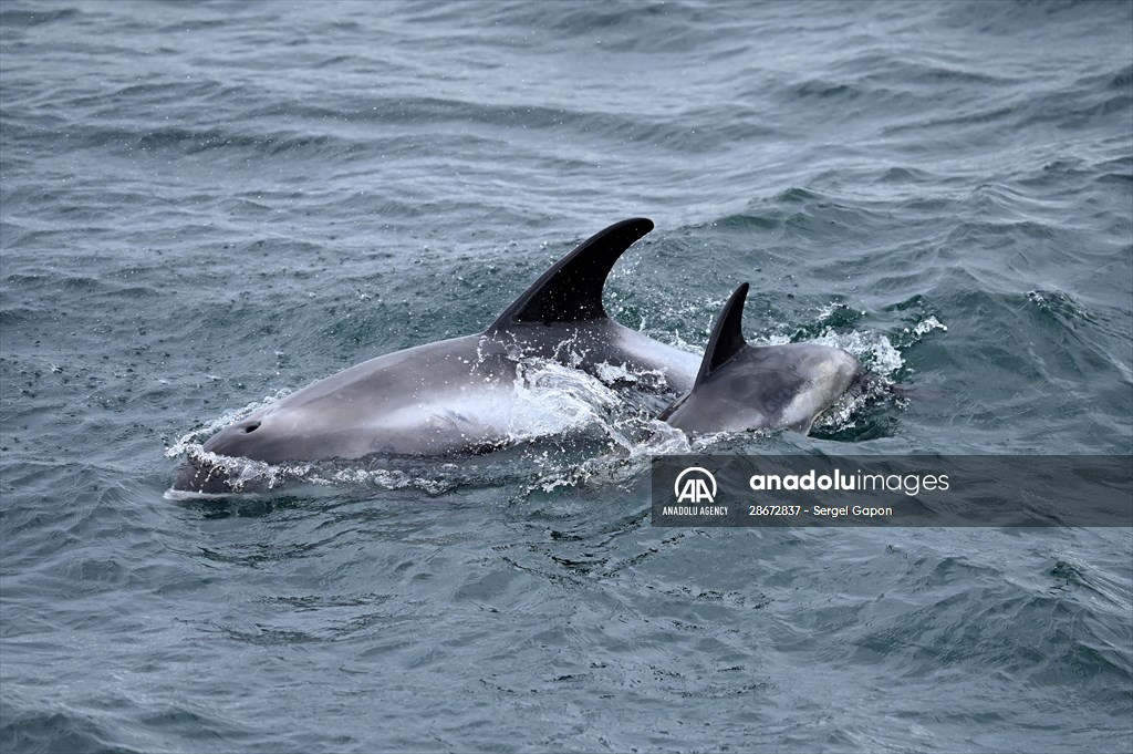 Whale watching in Fjallabak Nature Reserve