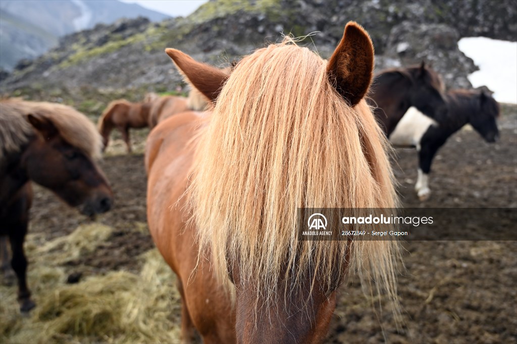 Whale watching in Fjallabak Nature Reserve