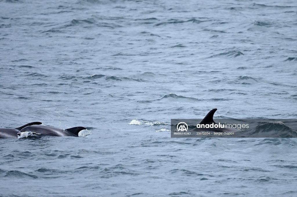 Whale watching in Fjallabak Nature Reserve