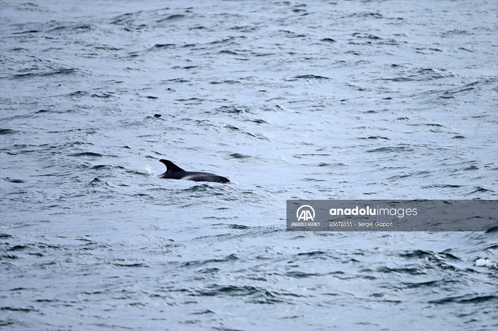Whale watching in Fjallabak Nature Reserve