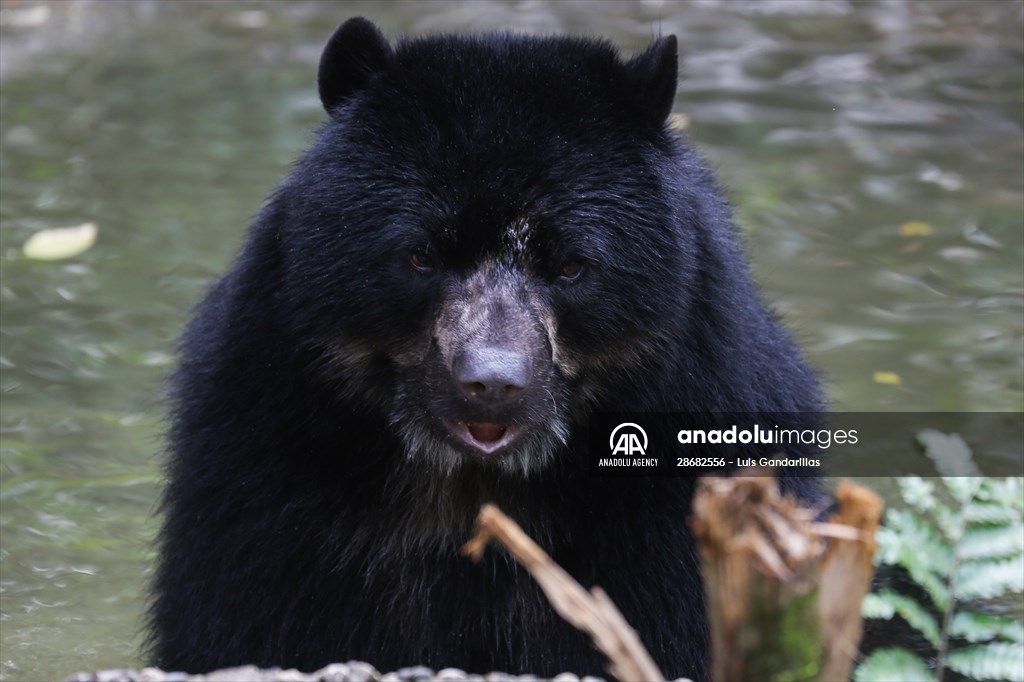 Senda Verde wildlife sanctuary in Bolivia