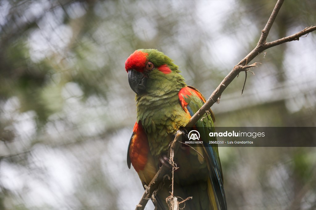 Senda Verde wildlife sanctuary in Bolivia