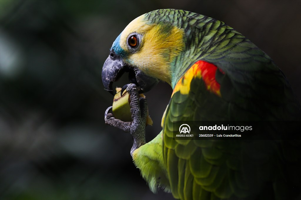 Senda Verde wildlife sanctuary in Bolivia