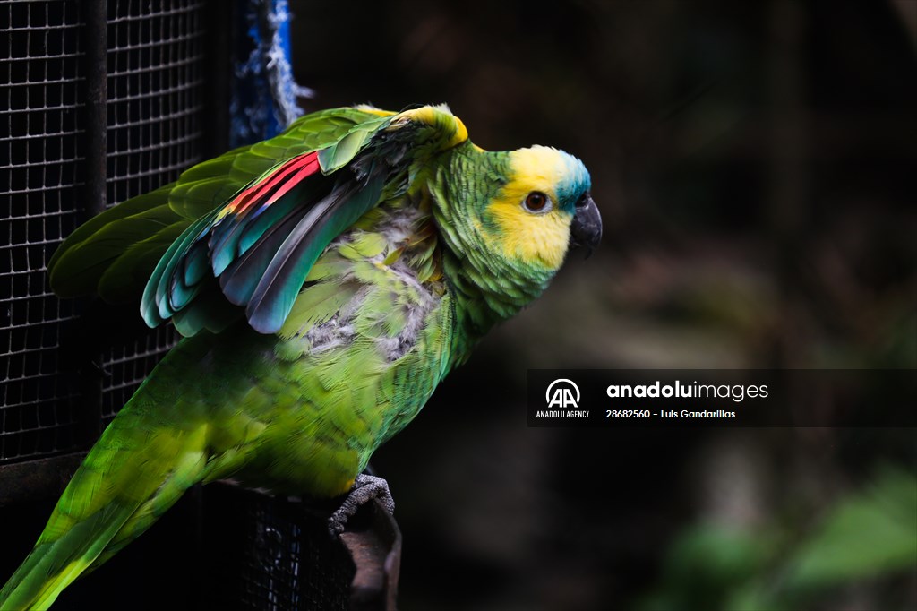 Senda Verde wildlife sanctuary in Bolivia