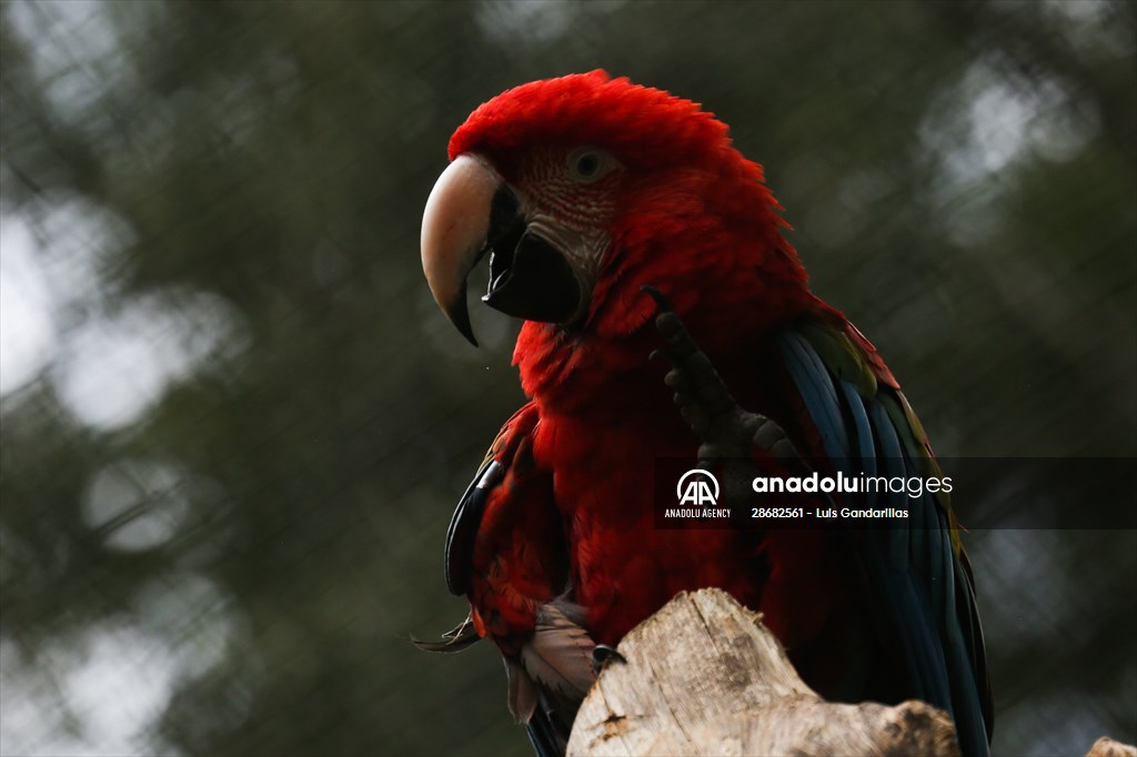 Senda Verde wildlife sanctuary in Bolivia