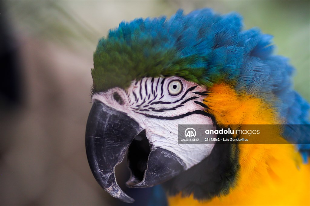 Senda Verde wildlife sanctuary in Bolivia