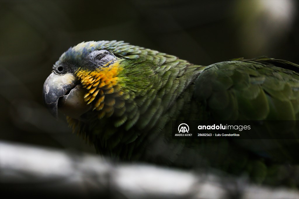 Senda Verde wildlife sanctuary in Bolivia