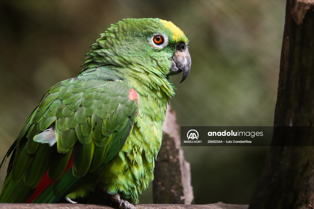 Senda Verde wildlife sanctuary in Bolivia