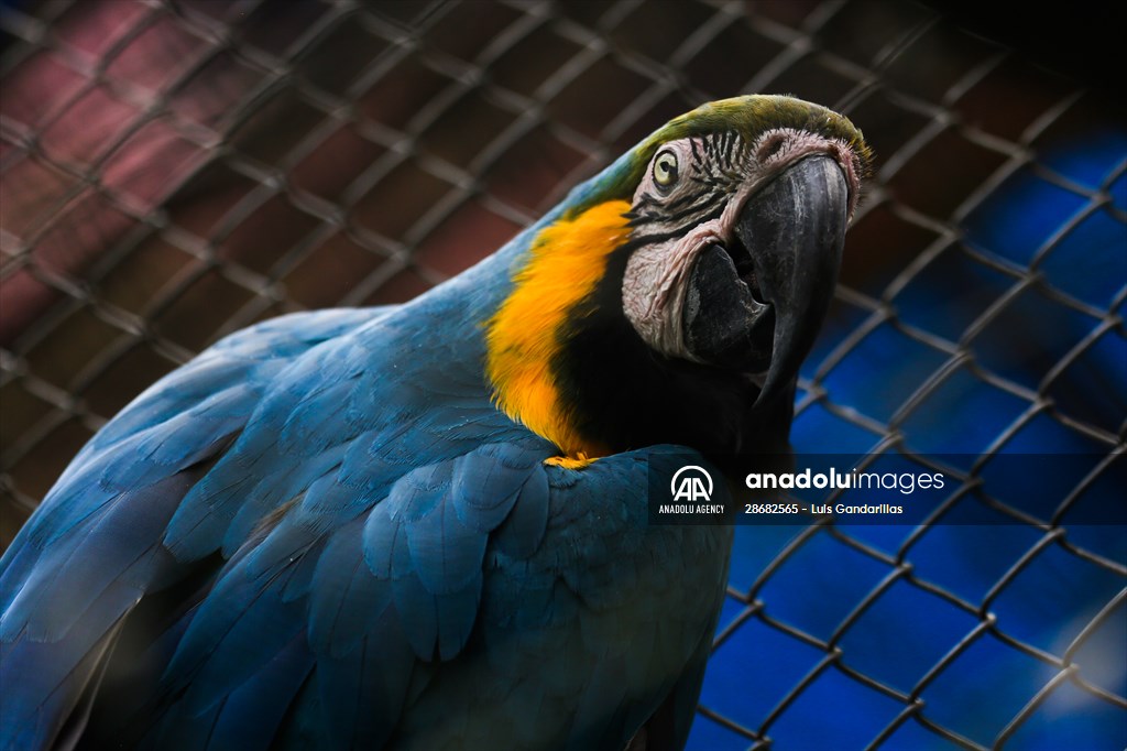 Senda Verde wildlife sanctuary in Bolivia