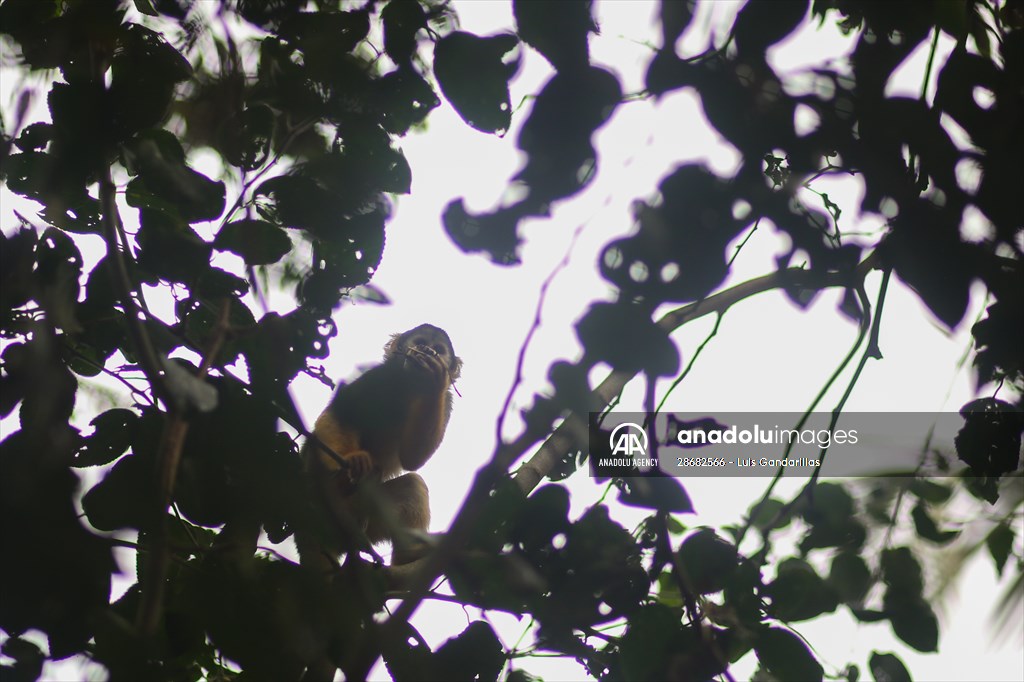 Senda Verde wildlife sanctuary in Bolivia