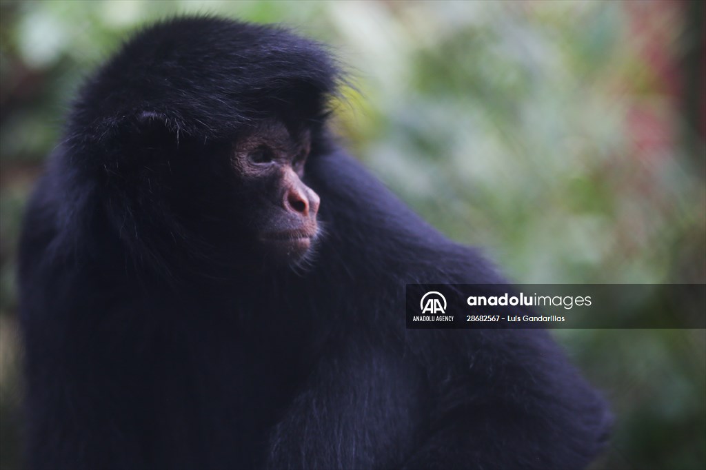 Senda Verde wildlife sanctuary in Bolivia