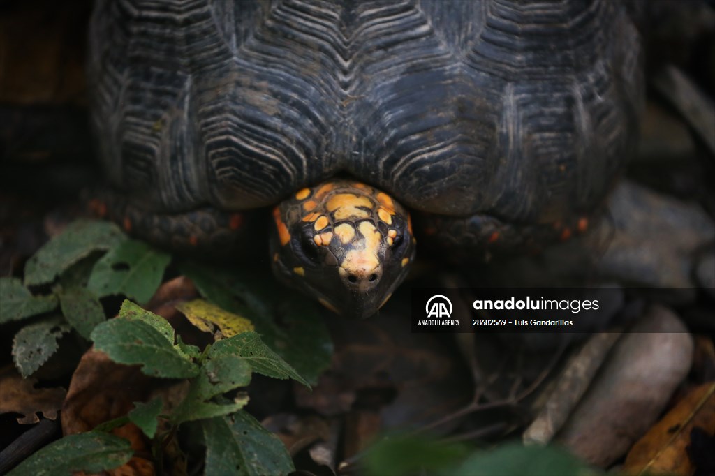 Senda Verde wildlife sanctuary in Bolivia