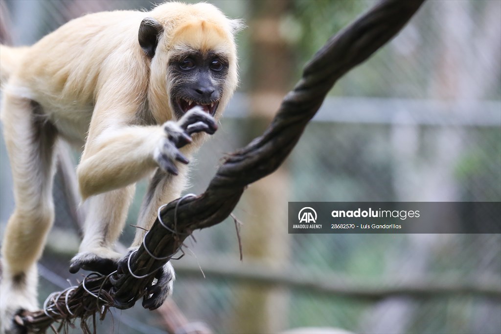 Senda Verde wildlife sanctuary in Bolivia