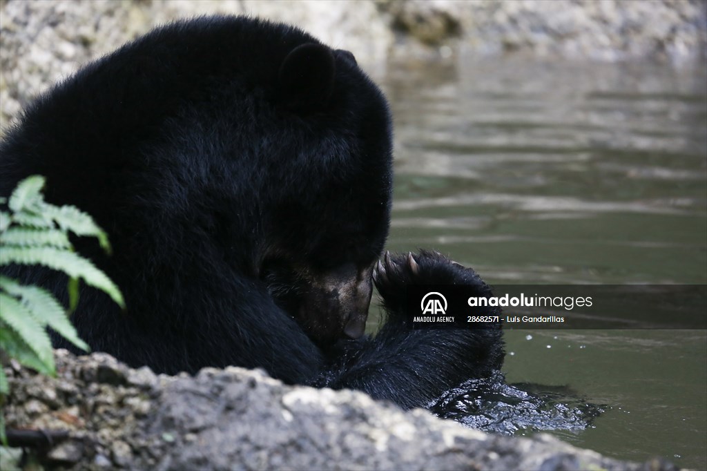 Senda Verde wildlife sanctuary in Bolivia