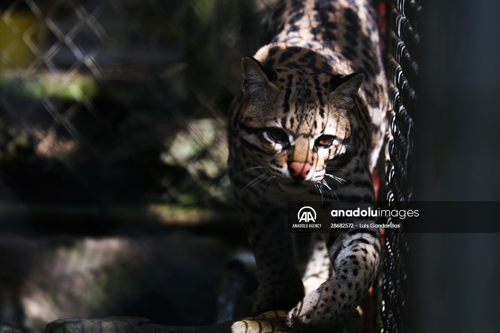 Senda Verde wildlife sanctuary in Bolivia