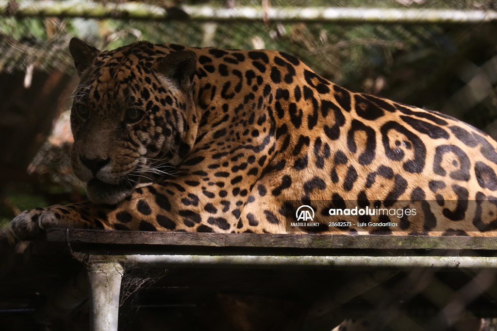 Senda Verde wildlife sanctuary in Bolivia