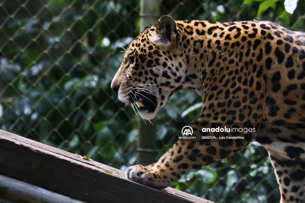 Senda Verde wildlife sanctuary in Bolivia