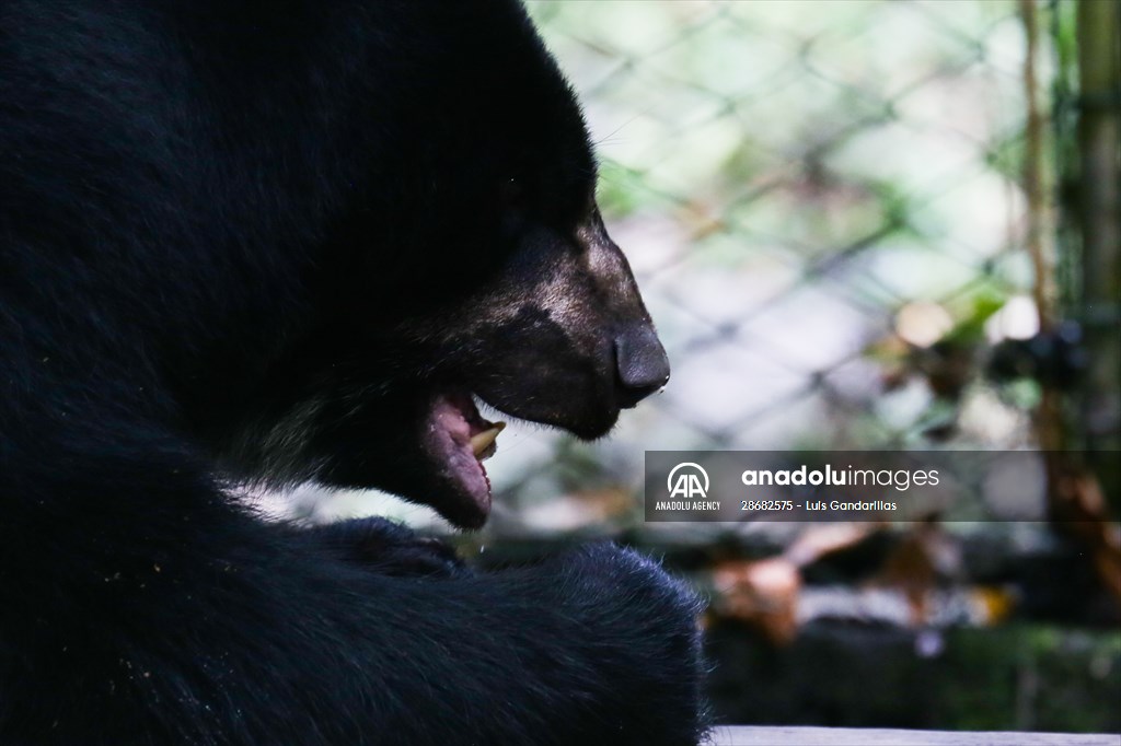 Senda Verde wildlife sanctuary in Bolivia
