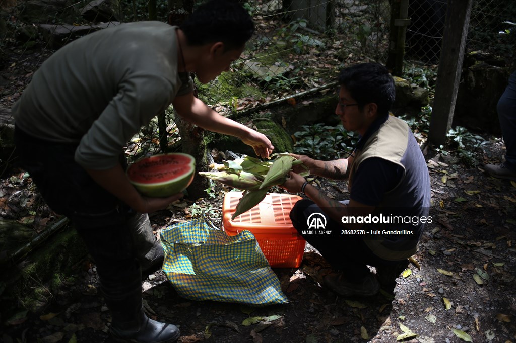 Senda Verde wildlife sanctuary in Bolivia