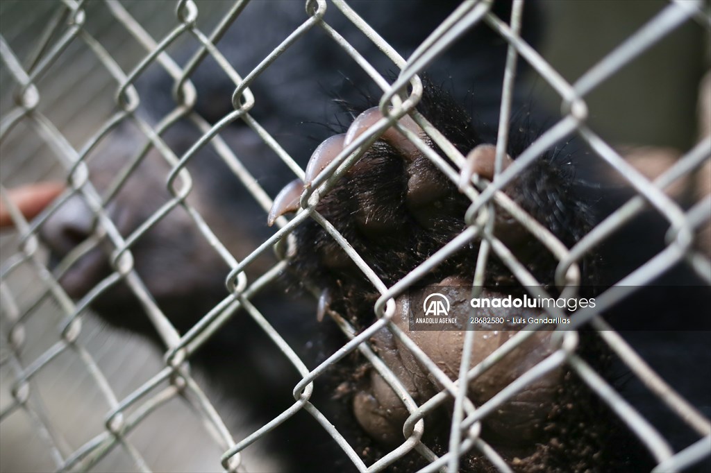 Senda Verde wildlife sanctuary in Bolivia