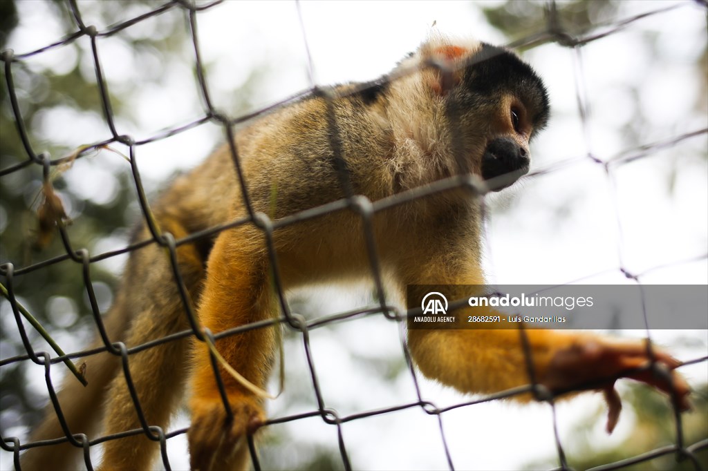 Senda Verde wildlife sanctuary in Bolivia