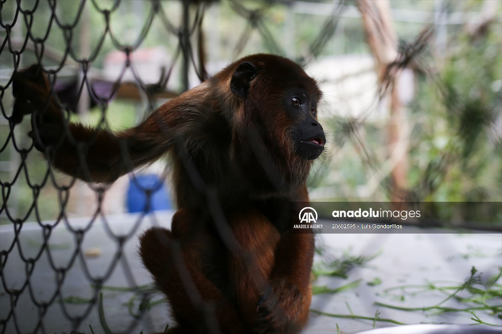 Senda Verde wildlife sanctuary in Bolivia