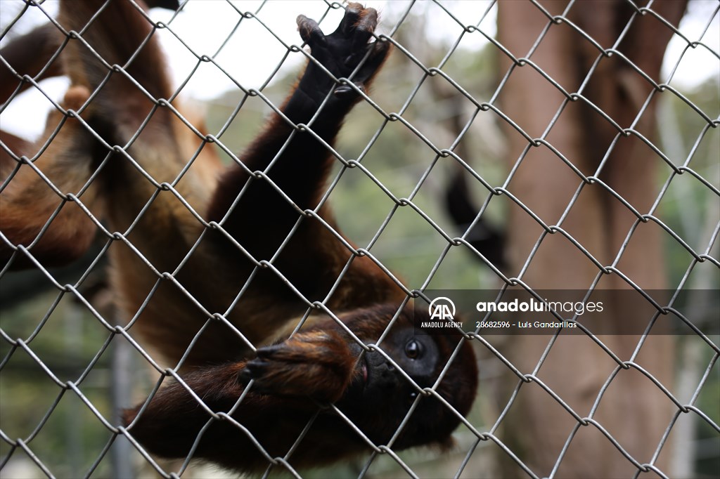 Senda Verde wildlife sanctuary in Bolivia